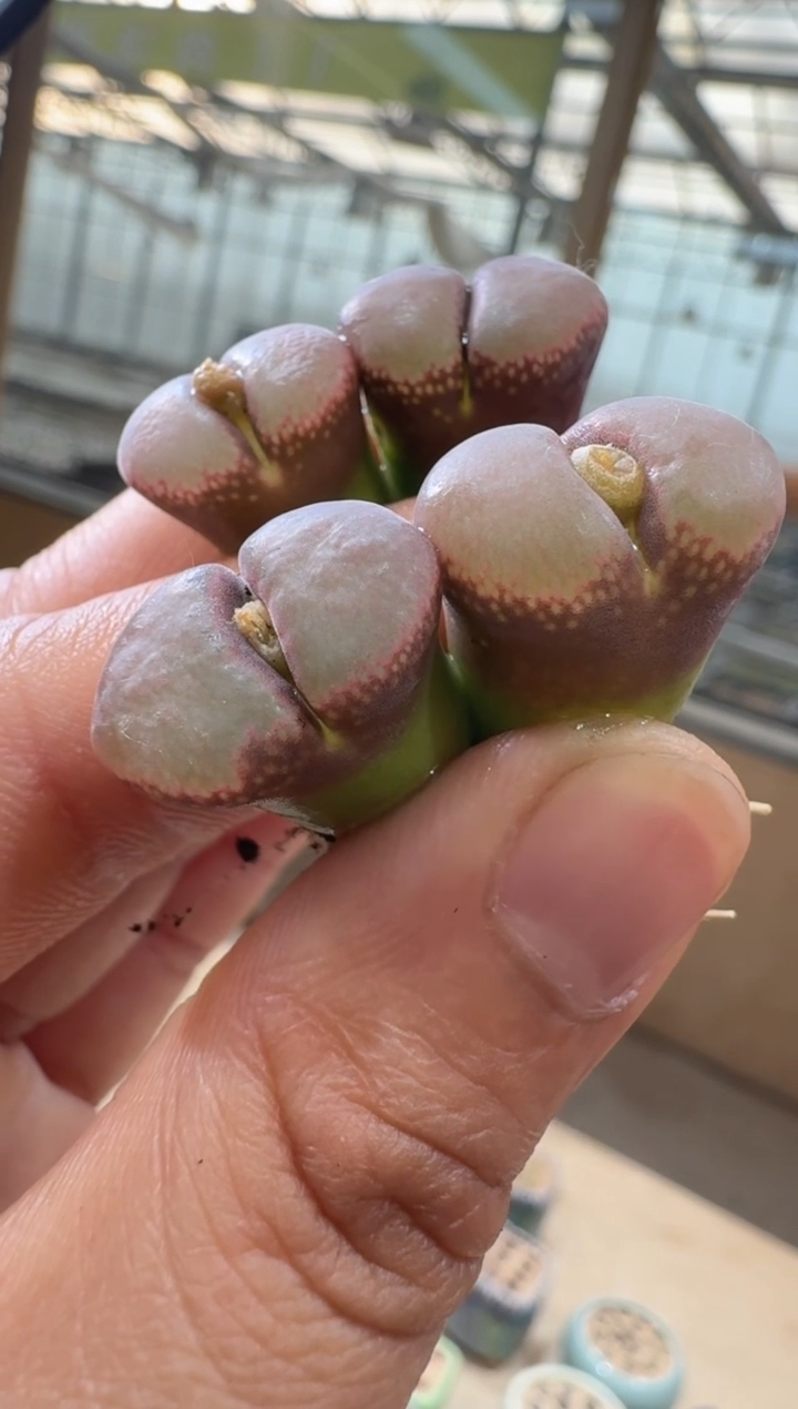 12-81多肉植物肉锥黑加仑一颗