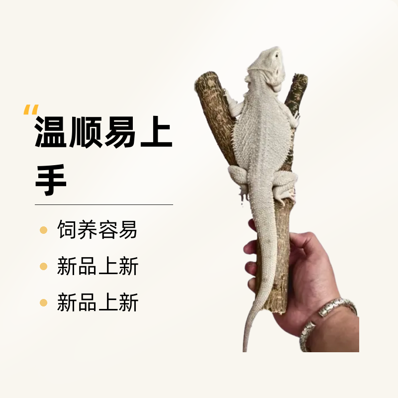 适合新手的爬宠超白鬃狮蜥幼体