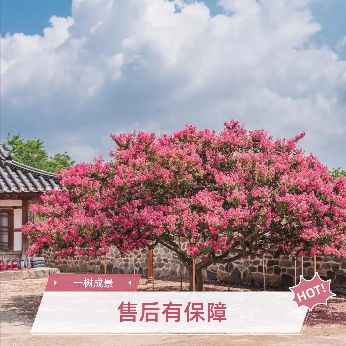 《精品大规格紫薇》紫薇花期悠长，是庭院经典植物，寓意富贵吉祥。