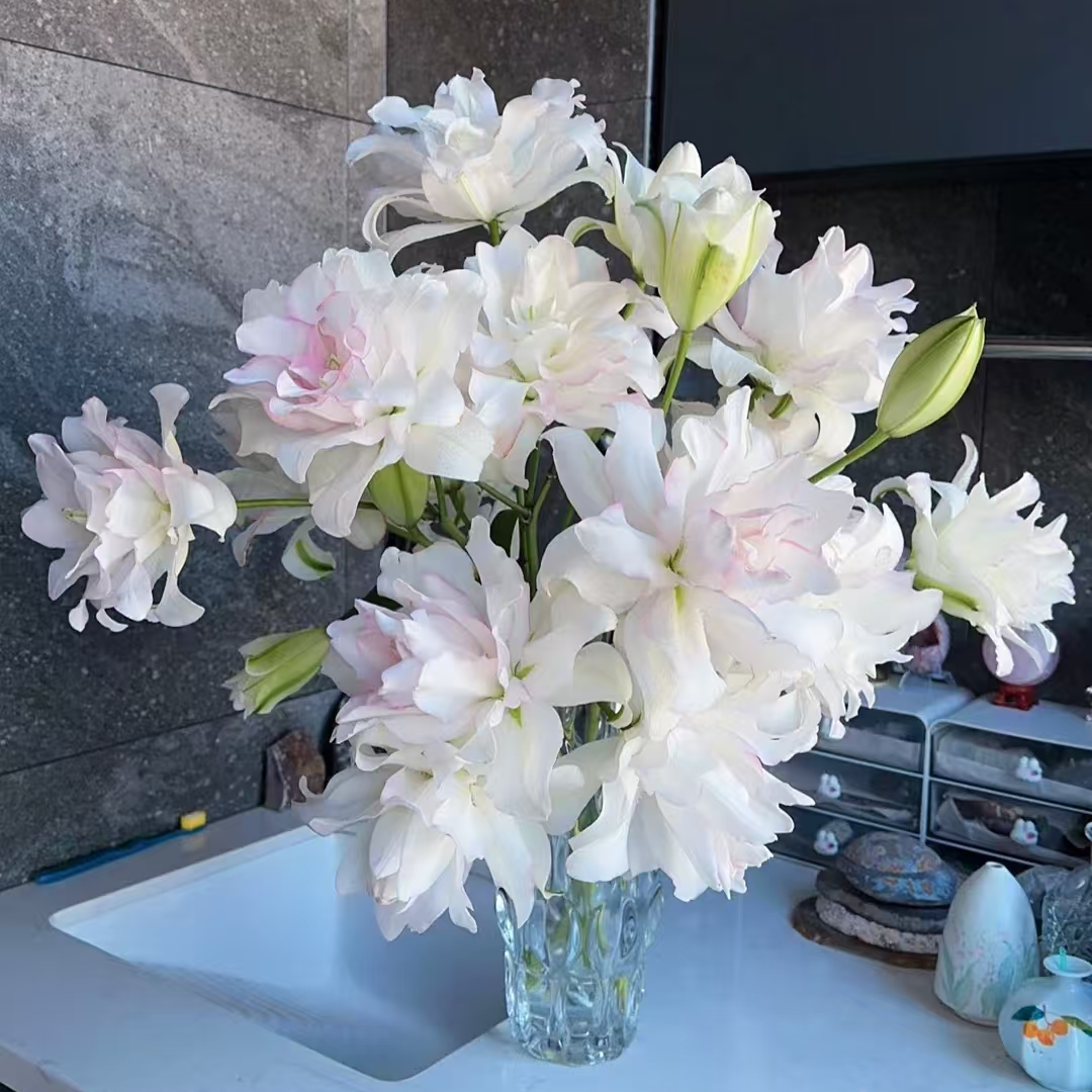 （睿睿单拍）AA级冰美人重瓣香水百合 云南基地现采现发 一单也包邮