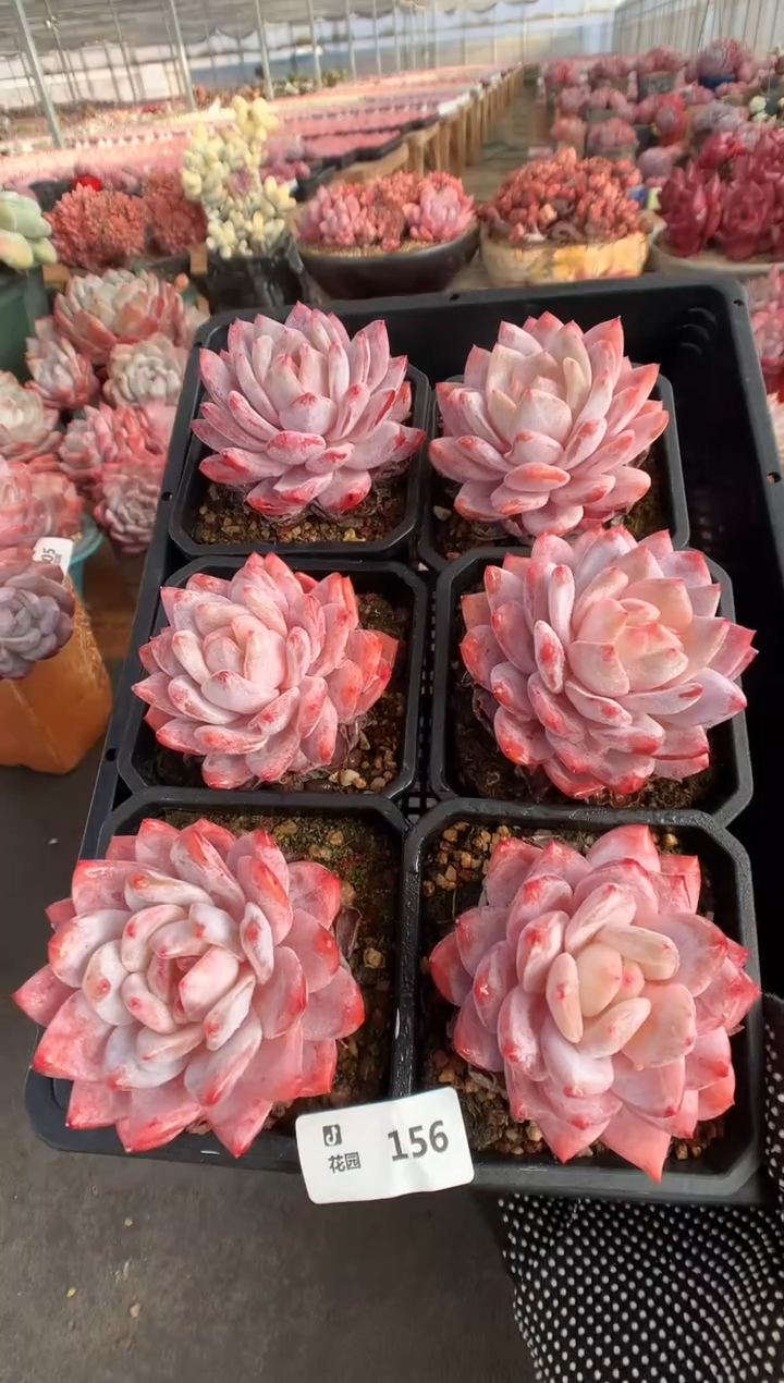 156  玫瑰梦露   多肉植物  量拍