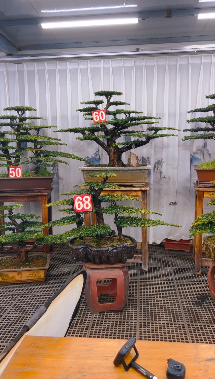 【闪购商品】紫砂精品盆景直播间一物一拍