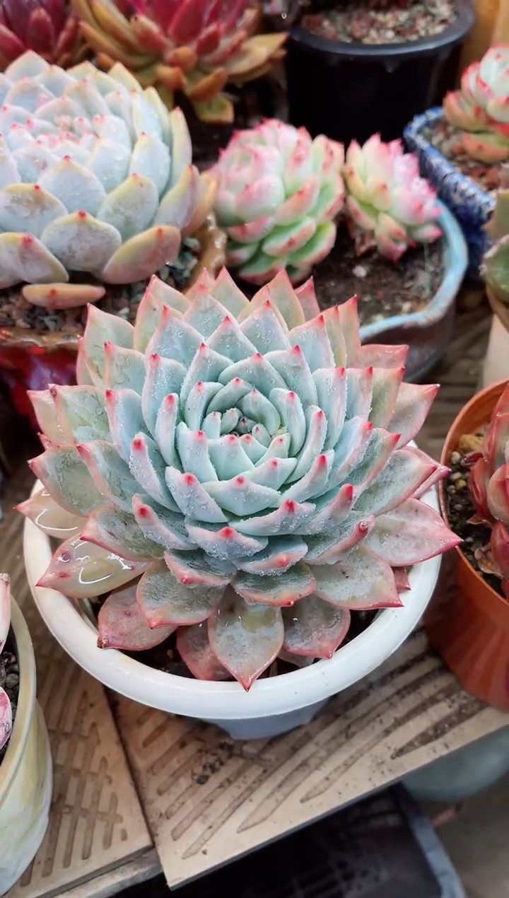 【闪购商品】13006