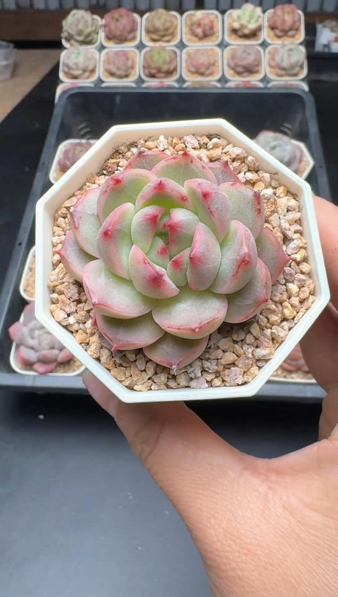 【闪购商品】445A号一物一拍多肉花卉植物拍3颗起发