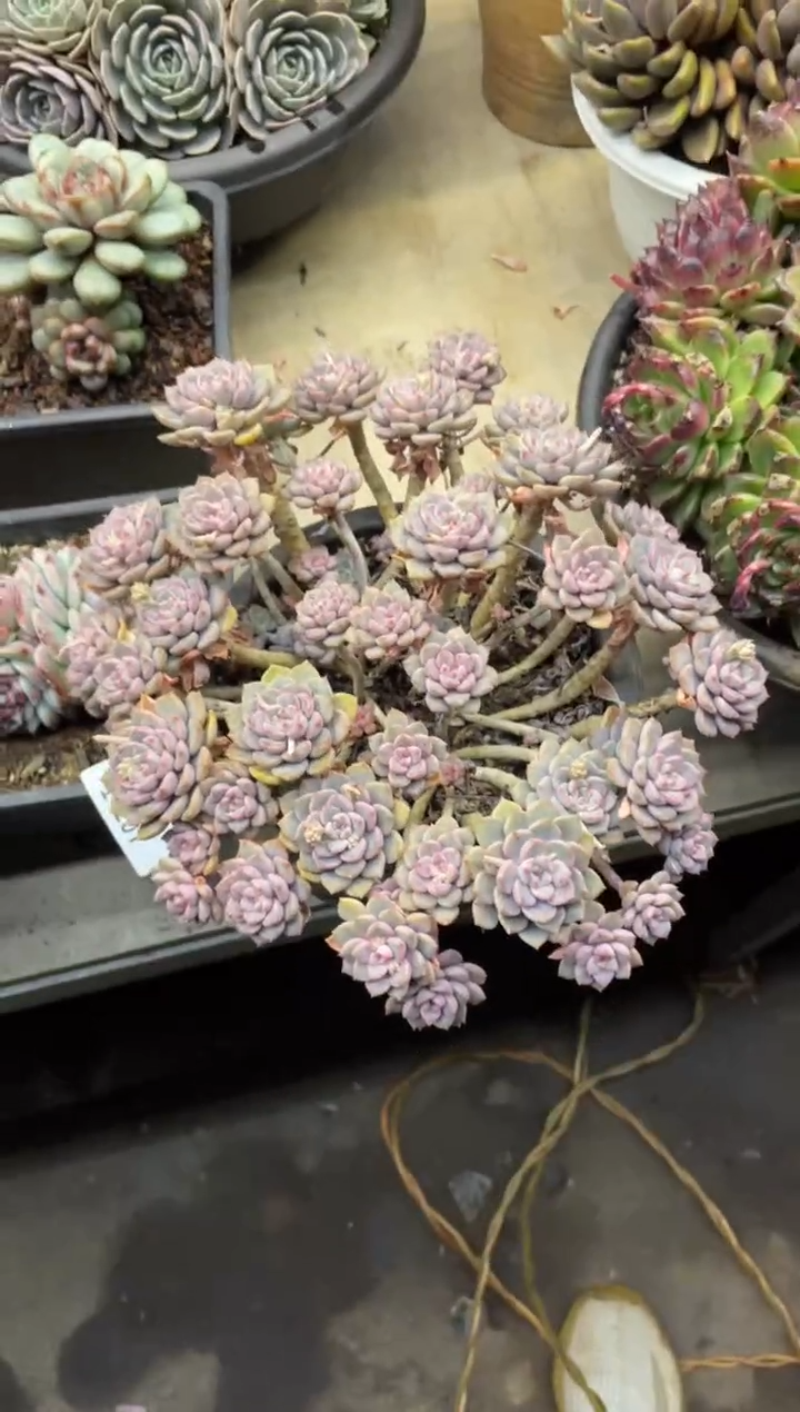 【闪购商品】1-258粉布偶