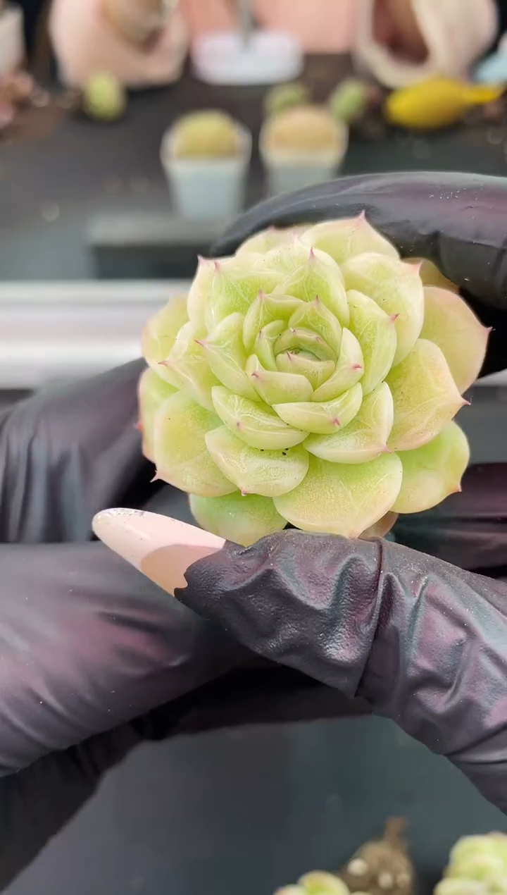 闪购1334  白慕锦多肉一颗  3.5-4厘米