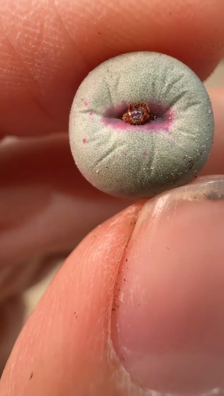 24-48多肉植物肉锥