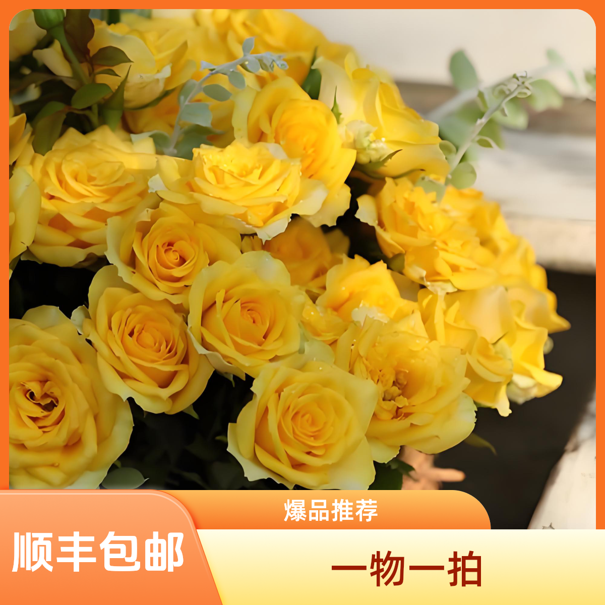 二加仑棒棒糖月季树月一物一拍  
