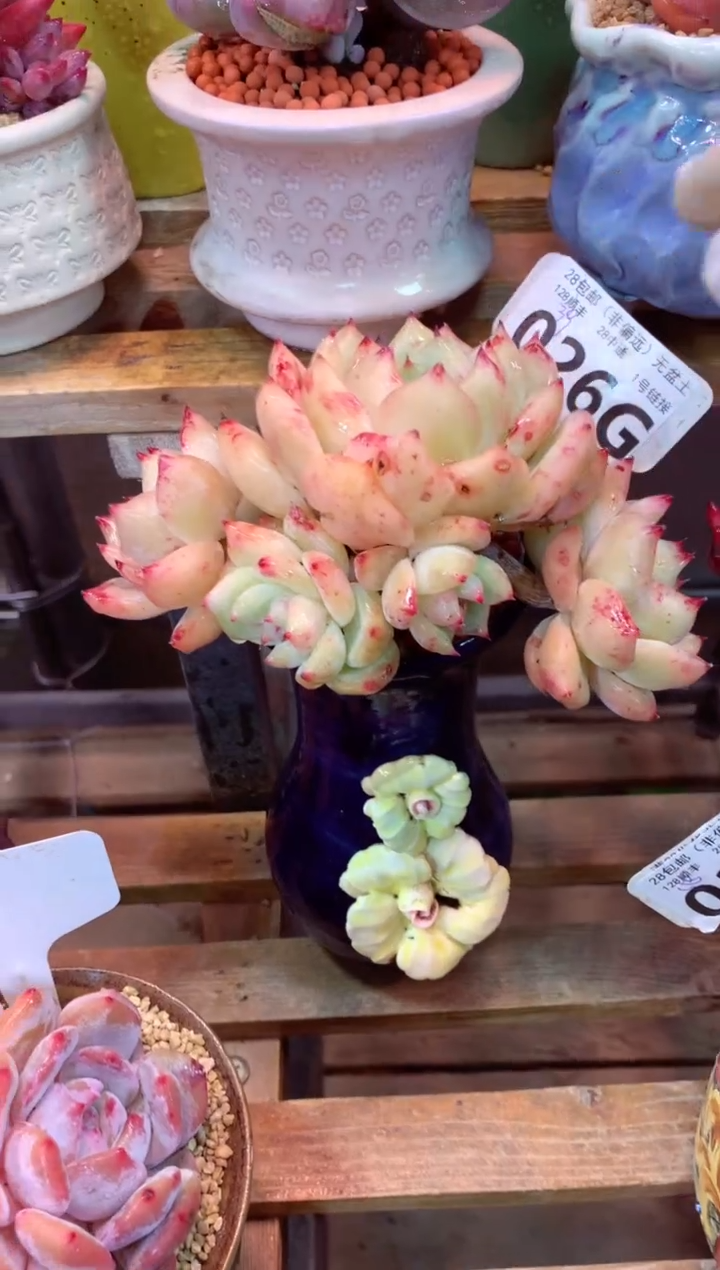 026G（一物一拍，精品多肉，w所见即所得 ）