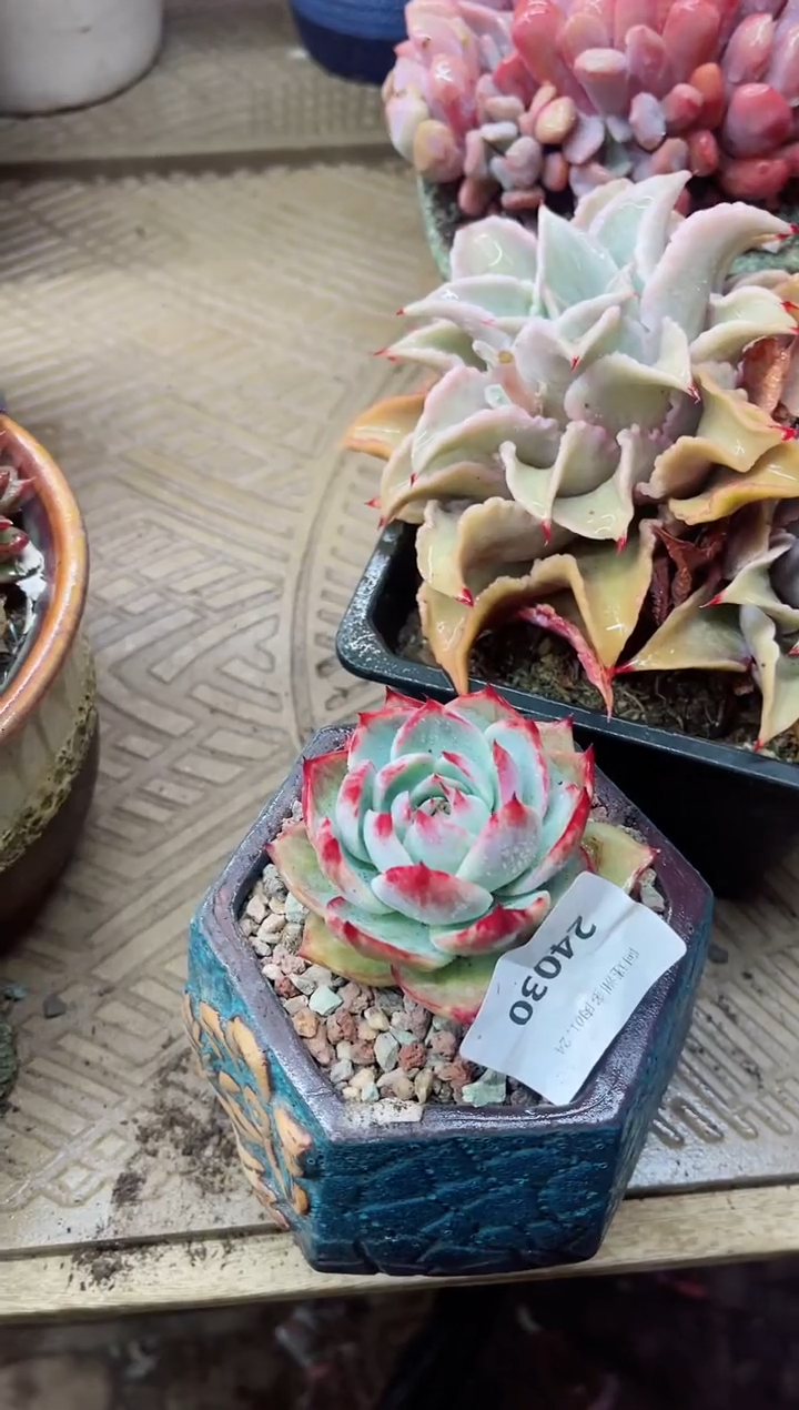 【闪购商品】24030