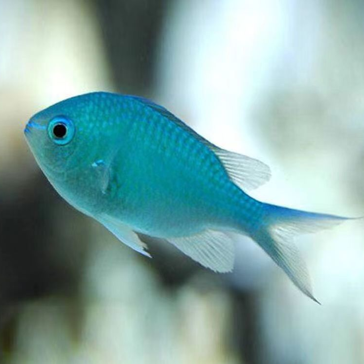 海水观赏鱼 青魔