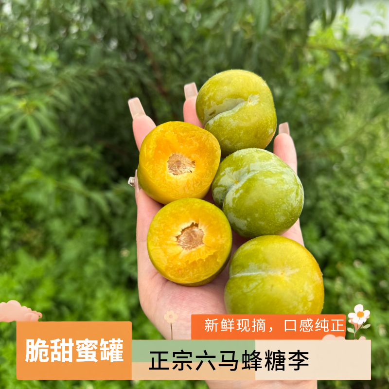 【韩美丽专属】贵州六马蜂糖李 脆甜爽口 产地现摘 应季新鲜贵州省