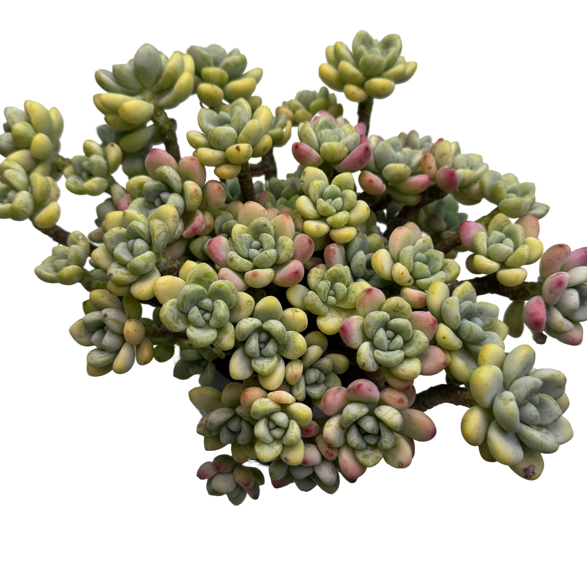 中秋节香妃劳尔 精品多肉净化空气 带有清香味 三大香妃多肉之一