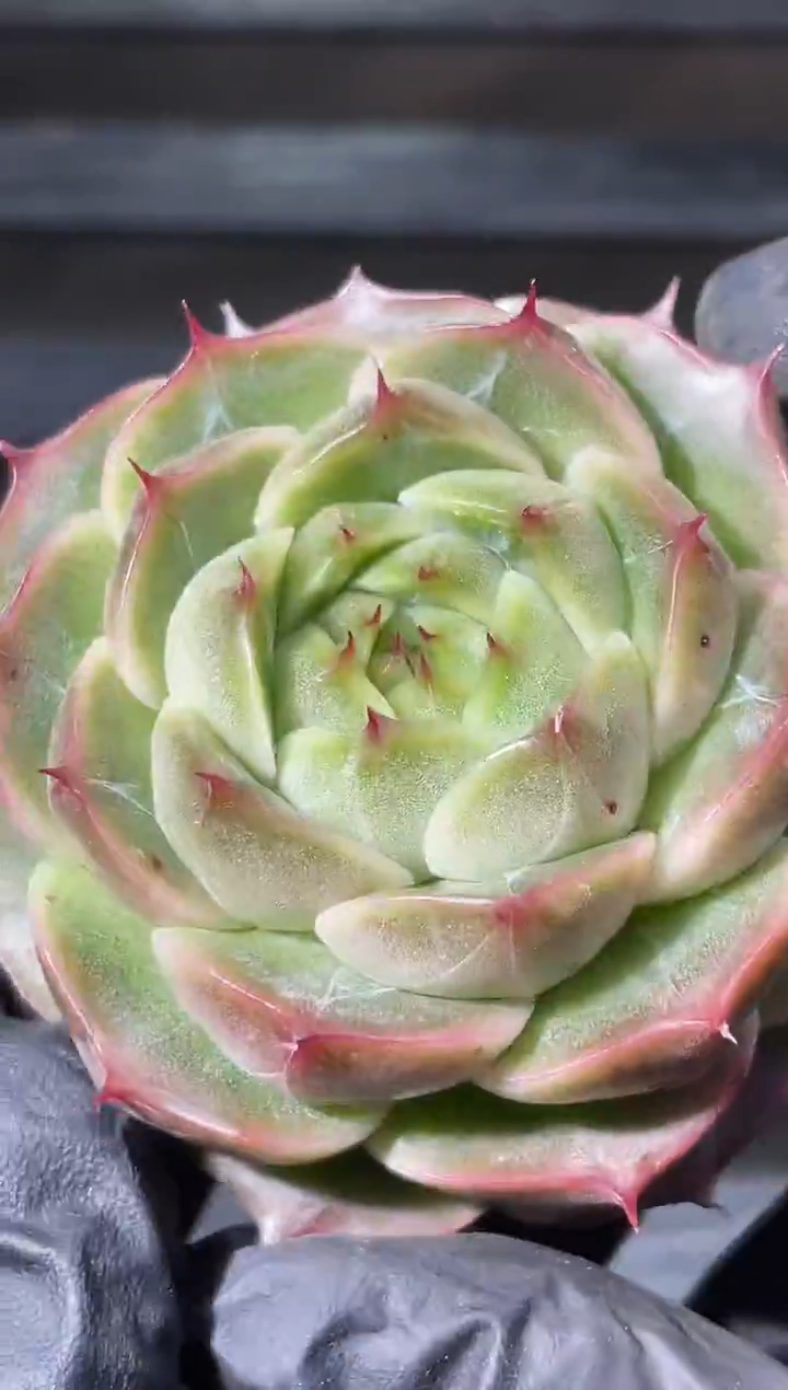 26-70 麒麟4-5厘米量拍发一颗