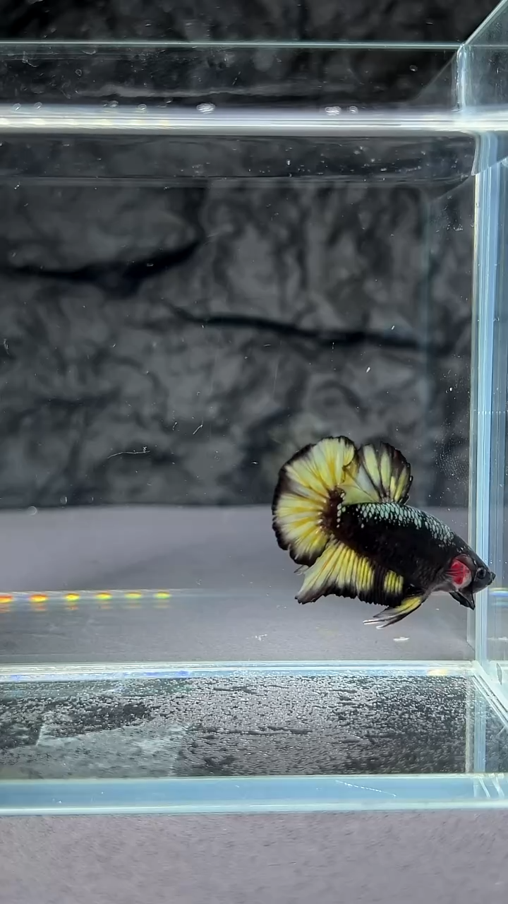 斗鱼竞拍链接A097