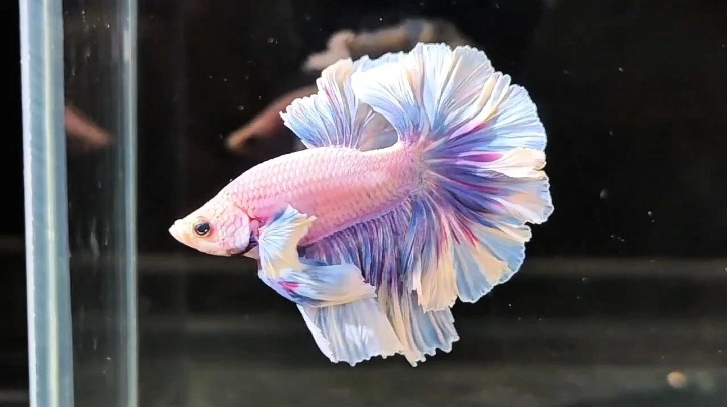 星选水族直播选号赛级300-347号泰国斗鱼穿着婚纱的鱼热带观赏鱼