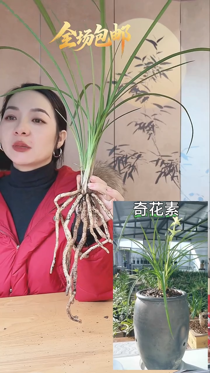 当前无花栽培后可以开花：奇花素