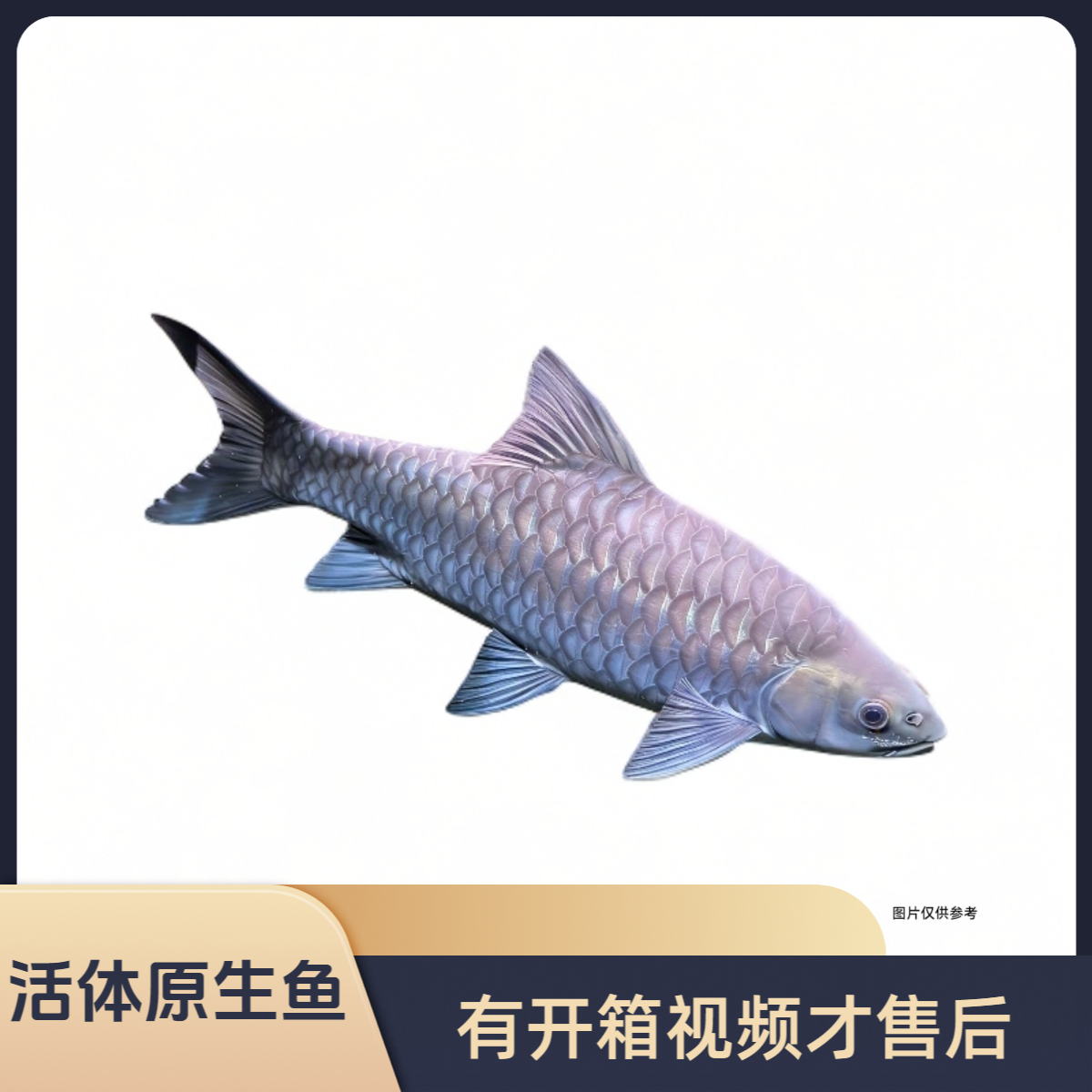 活体原生鱼，有开箱视频才售后（擅拍发冰袋1个）