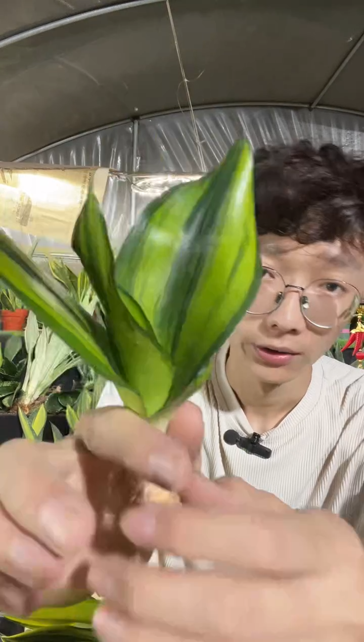 矮脚七彩兰裸根28.8