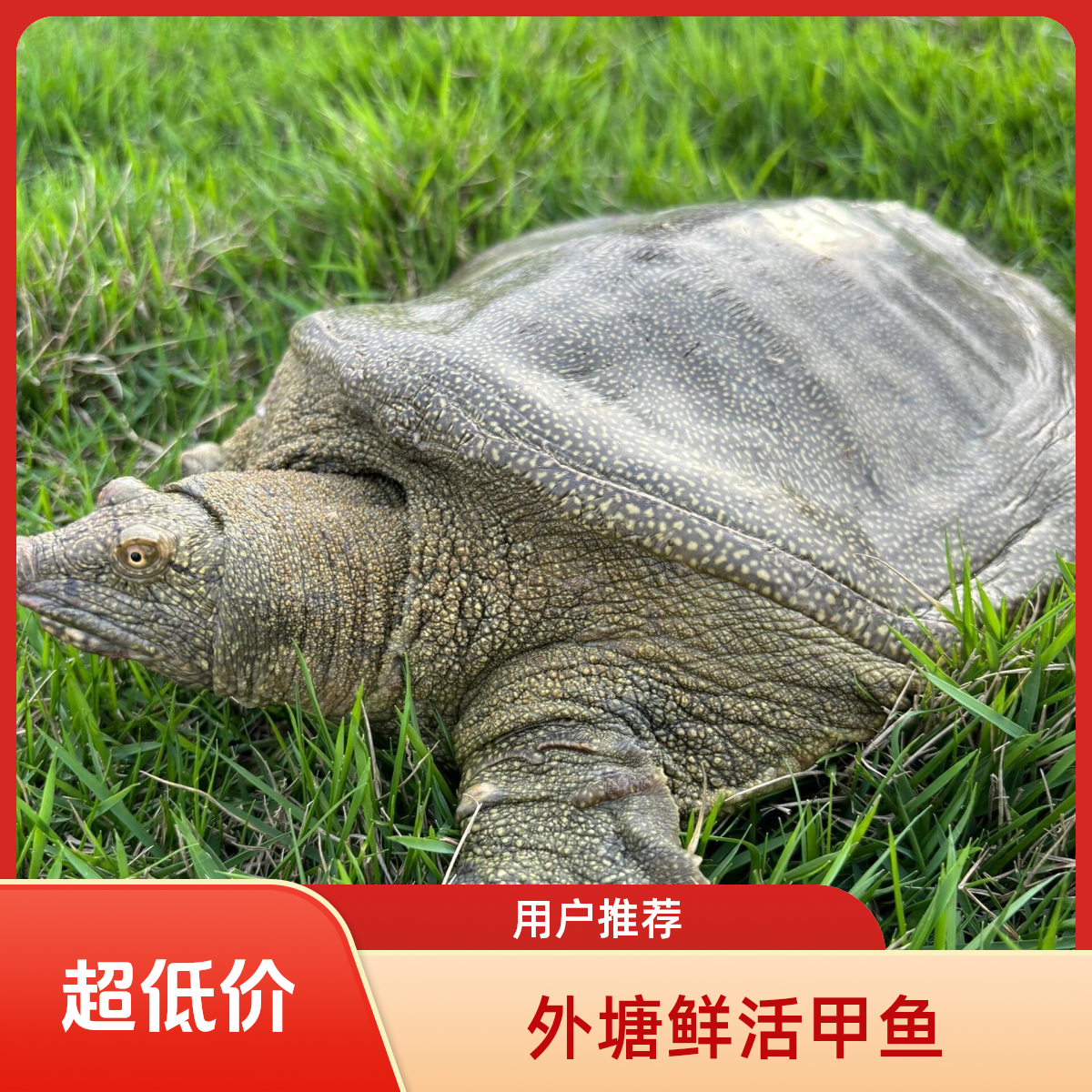 鲜活外塘青背甲鱼 包活到家