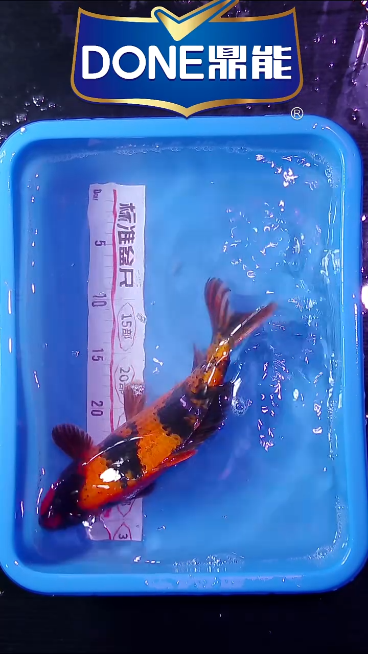 锦鲤鱼悦直播间菁选 9号