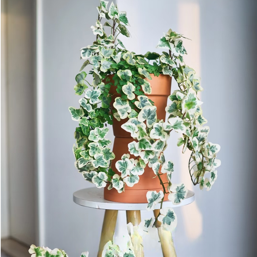 雪莹常春藤室内垂吊绿植四季常青耐热耐寒易养净化空气