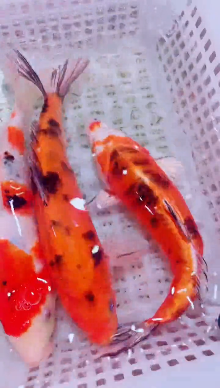 锦鲤血统锦鲤全场包邮118