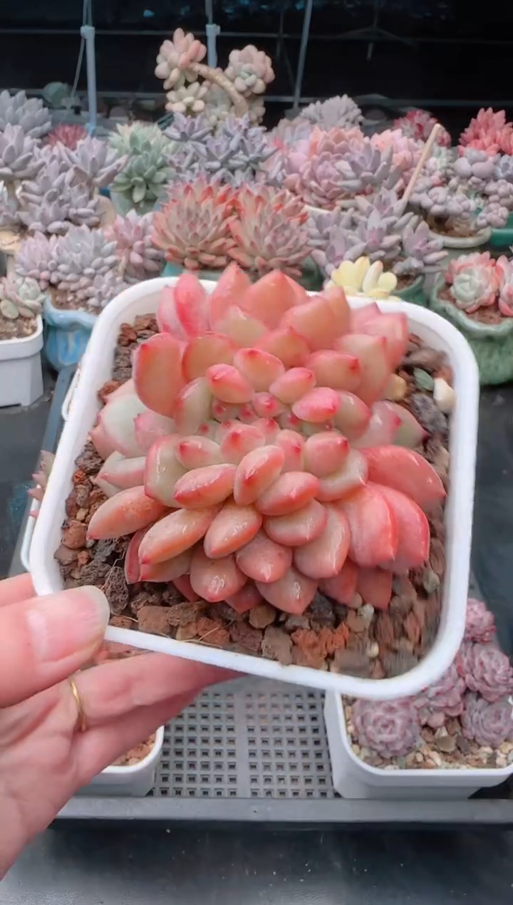 【闪购商品】3423凌雪缀化