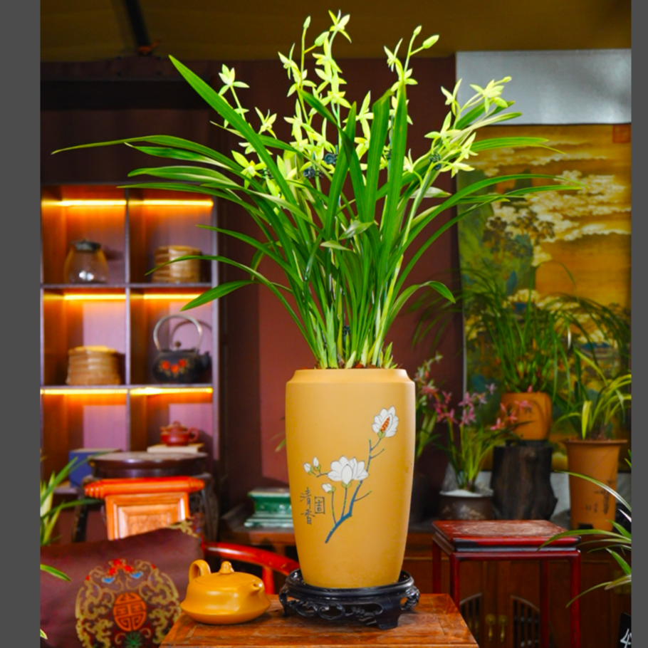 建兰铭品[骊山翠鸟]带花苞带盆种好兰草盆栽好养室内客厅兰花花卉