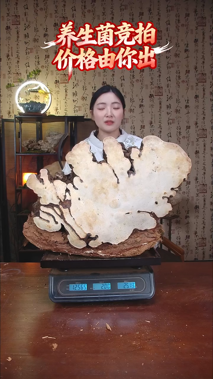 红缘拟层孔菌中国大陆【藏区野生】红缘树舌（25斤）260-270年份