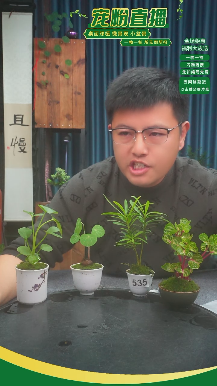 无花朵G*苔藓微景观535号