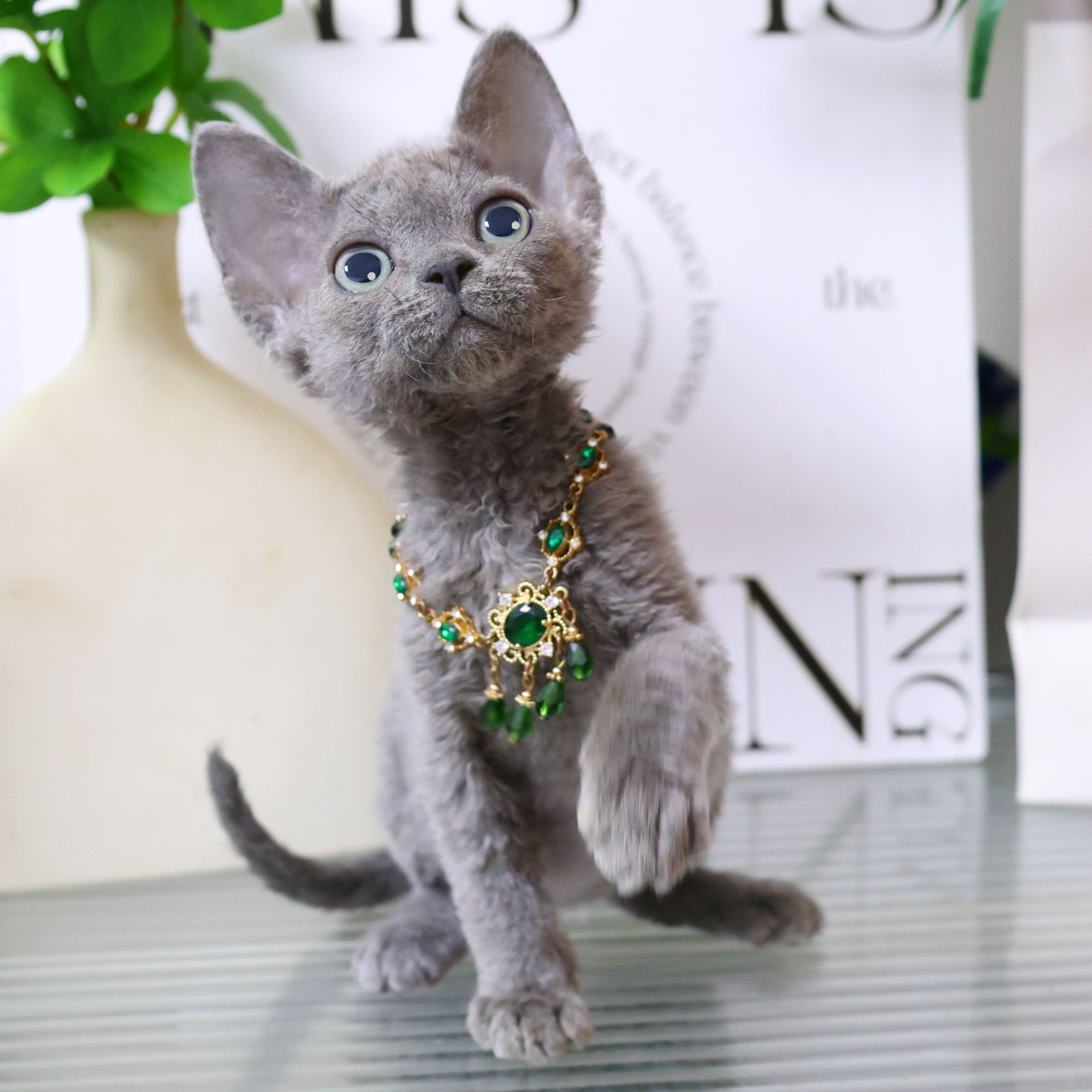 【蔚蓝】德文卷毛猫纯蓝弟弟-拖拖