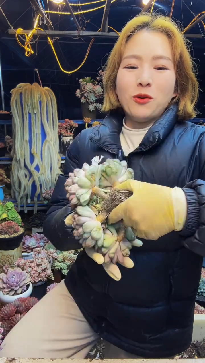 商****坊1号一物一拍脱土包邮