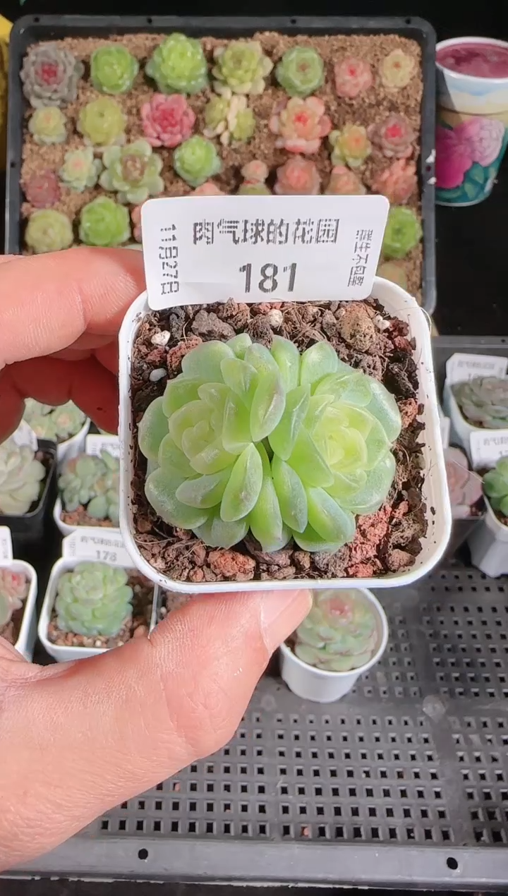 1127-181无尽灯群生不包整