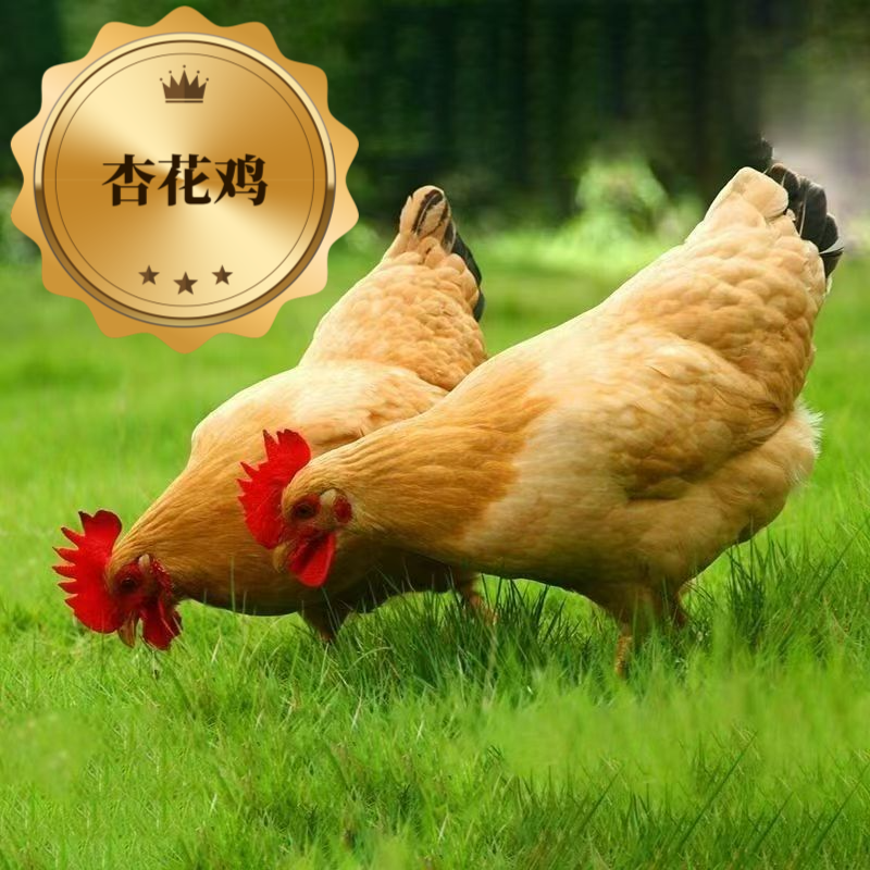 生鲜杏花鸡肉质鲜美到手13只 包冰率不含冰