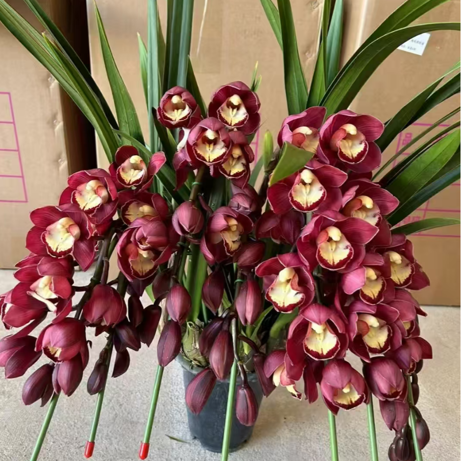 【紫岚】 大花蕙兰年宵花 绿植盆栽花卉室内客厅好养易活带盆发货