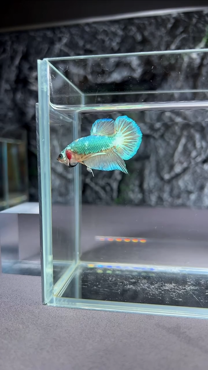 斗鱼竞拍链接A054