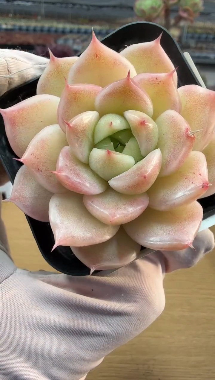 东云多肉园二店-343