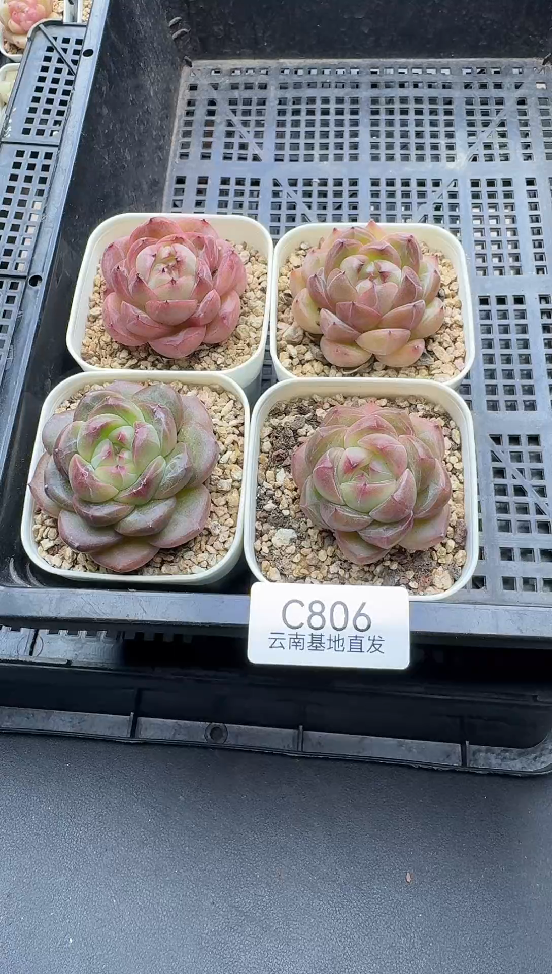 珍妮杂交多肉C806