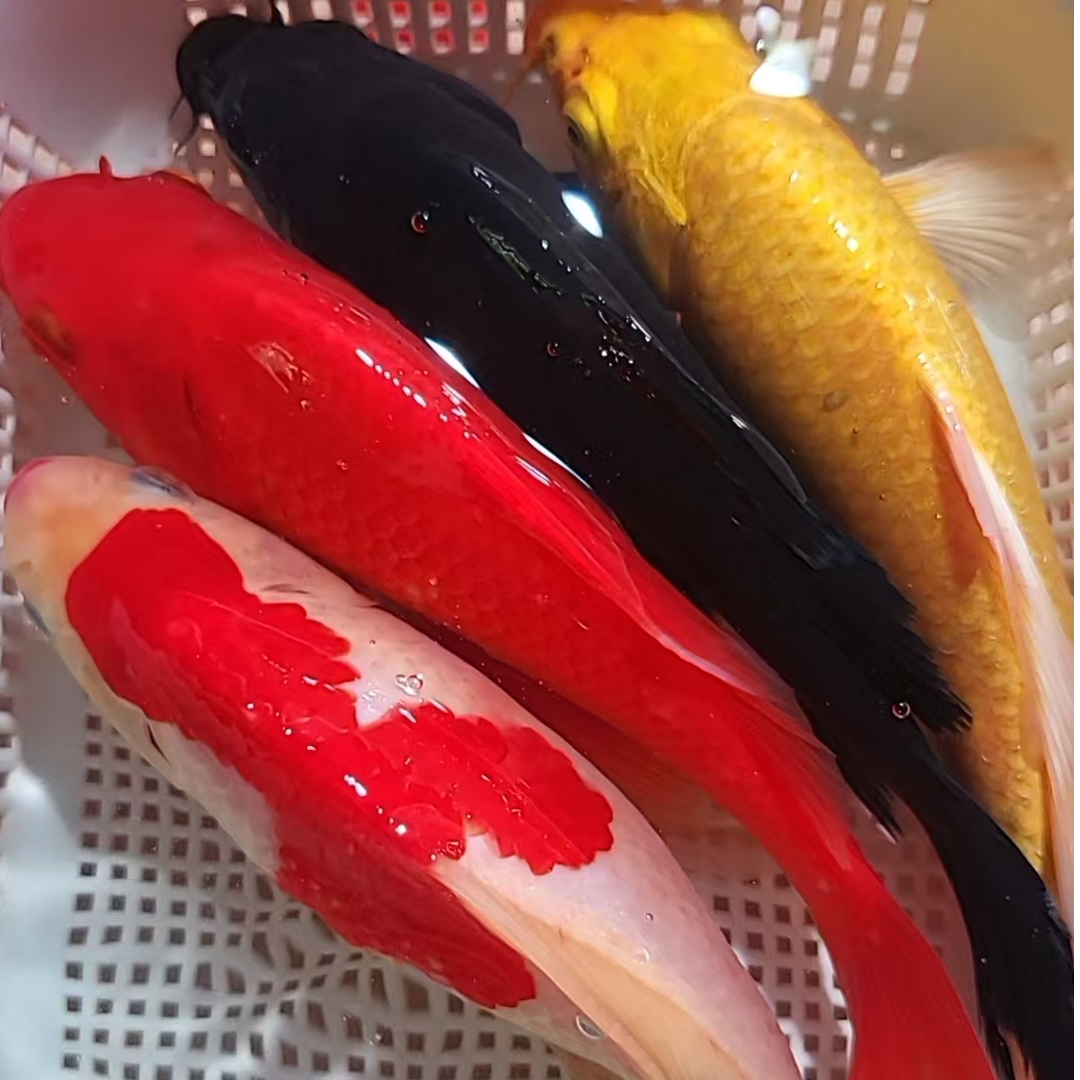 17号【15-17厘米1黄1黑1红草1红白锦鲤或三色锦鲤】观赏鱼 冷水鱼