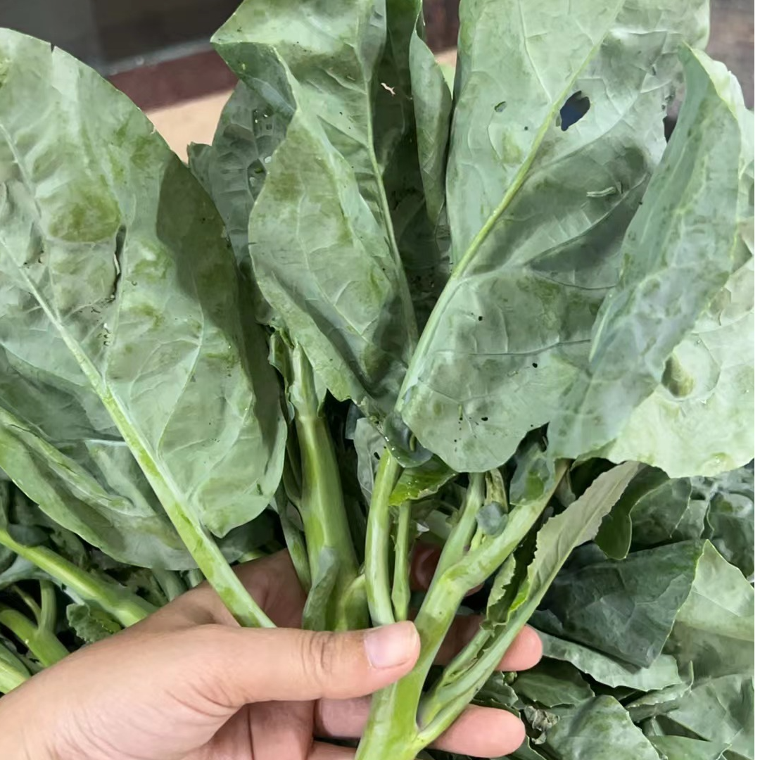 潮汕农家自种菜心芥蓝新鲜蔬菜广东菜油菜苔时令嫩油菜