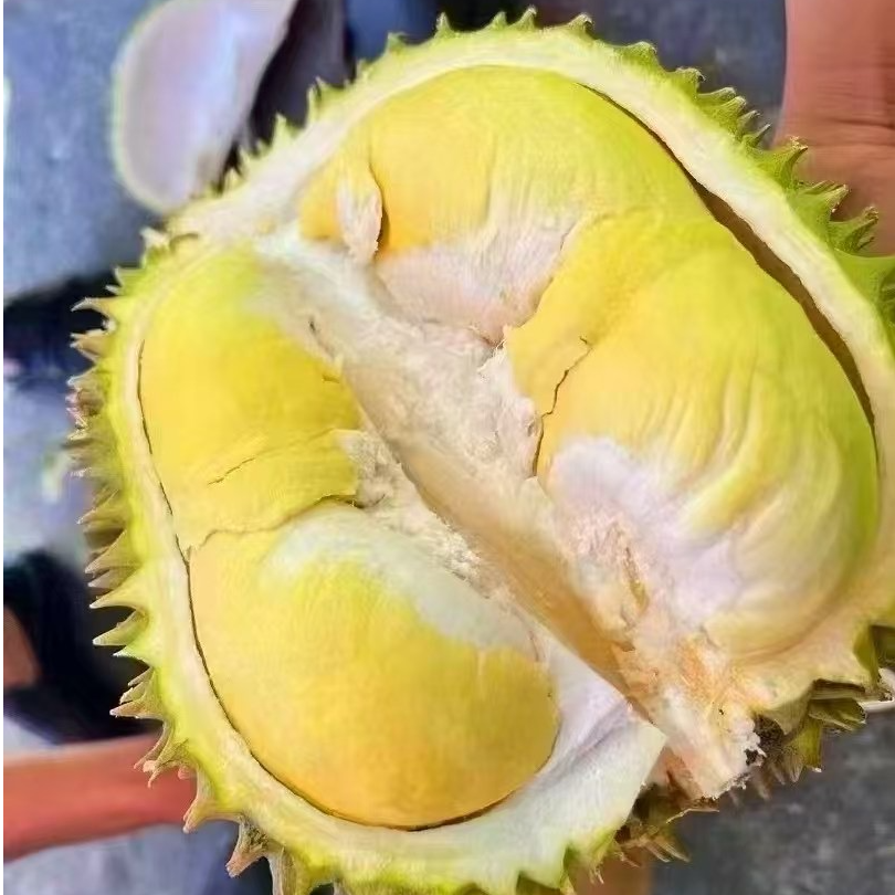 金枕榴莲（一果一拍） 1.5kg核小鲜榴莲现开 保软糯香甜保出肉新鲜榴莲金枕泰国