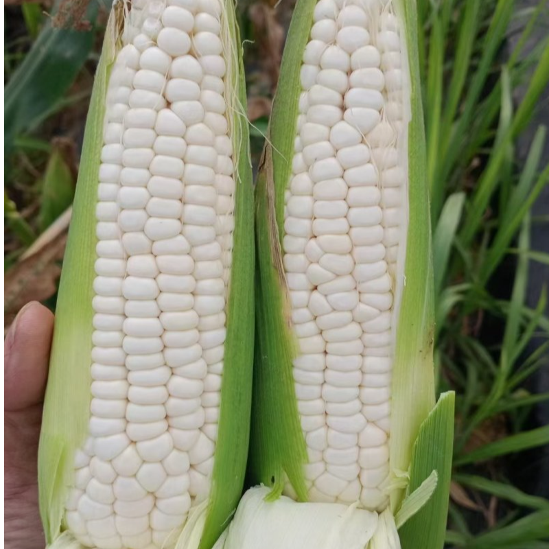 新鲜现摘白甜糯玉米带壳发货香甜粘嫩当日现摘万糯2000【zy】