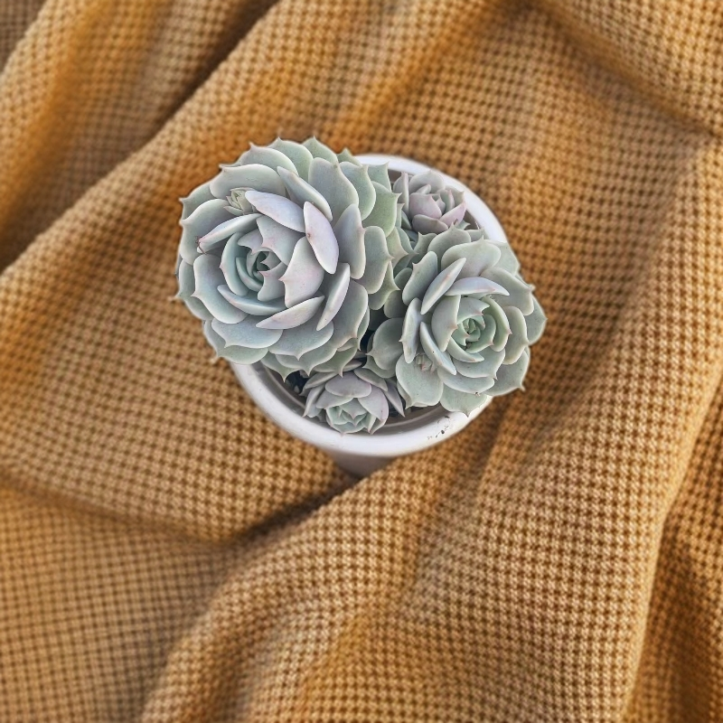 好看易养活的露娜莲多肉植物适合室内外养殖