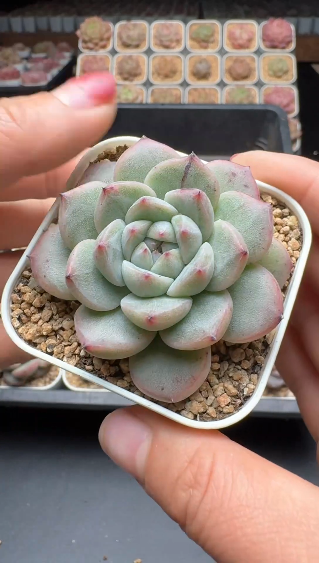 【闪购商品】113号 珍妮杂交多肉 花卉植物