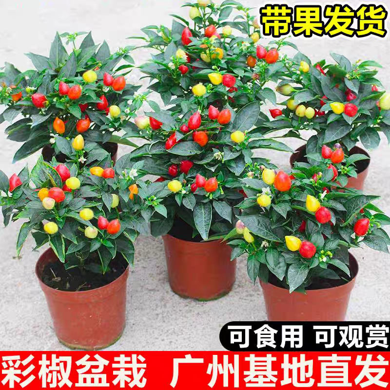五彩椒盆栽带果带花适合庭院阳台种植观赏花卉绿植
