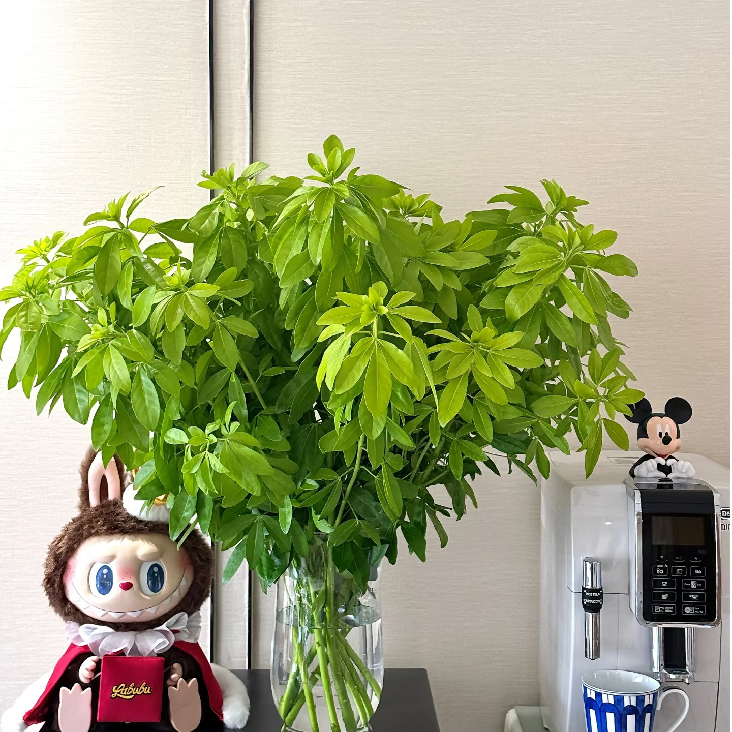 【森系感绿植】淡淡的橘香 鲜切植物墨西哥橘叶 非常有生命力
