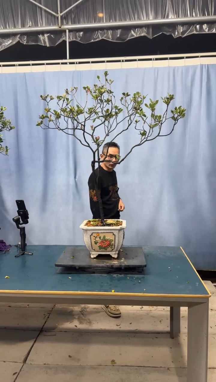 【闪购商品】盆景春花