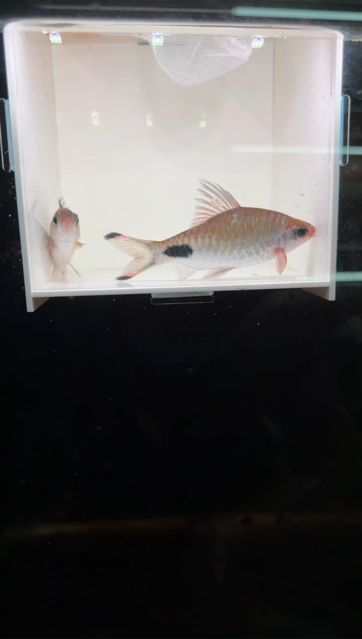 工具鱼红杂紫2222