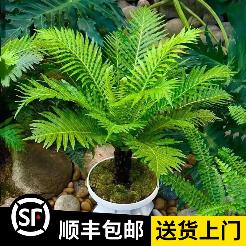 0.8-0.9米【富贵蕨】盆栽蕨类植物室内客厅办公室观叶绿植吸甲醛